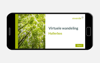 Inverde – Content Creation virtual excursion Hallerbos
